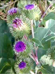 burdock