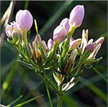 Common centaury