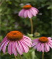 Purple coneflower (echinacea purpurea)