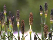 field horsetail