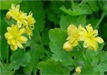 greater celandine