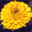 pot marigold